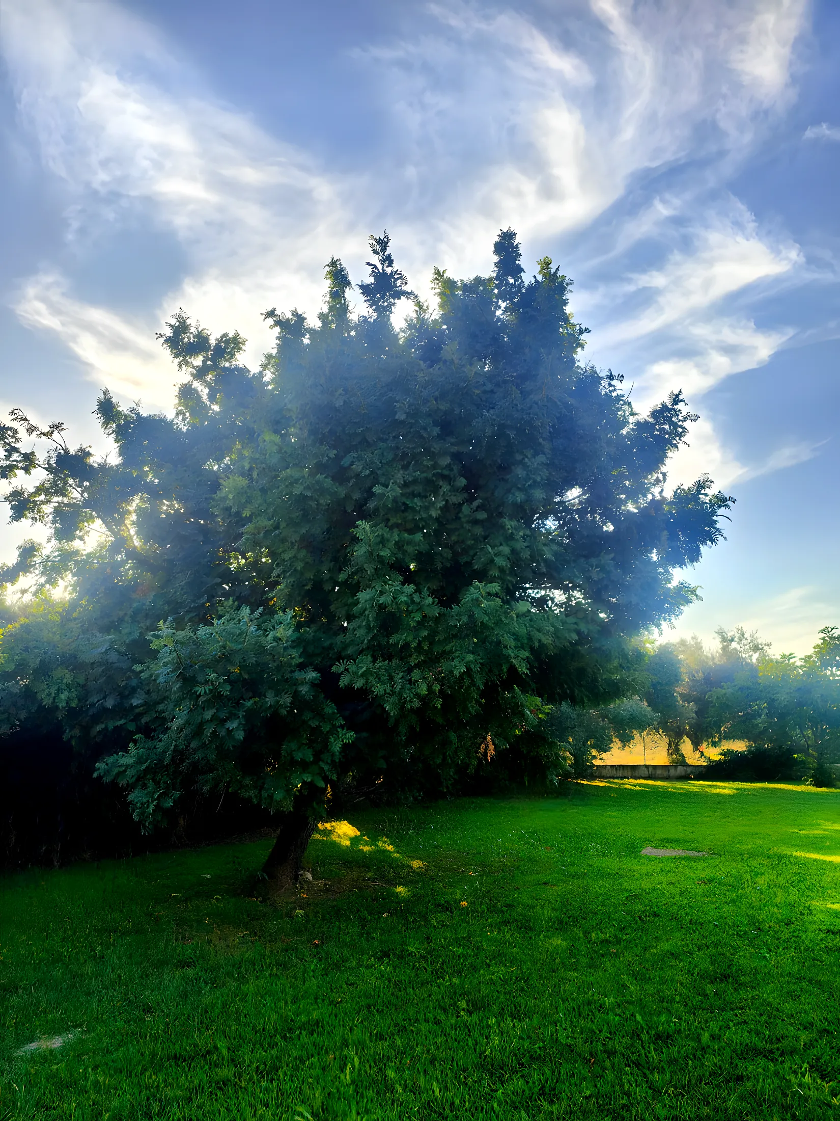 Un grande albero nel prato al tramonto