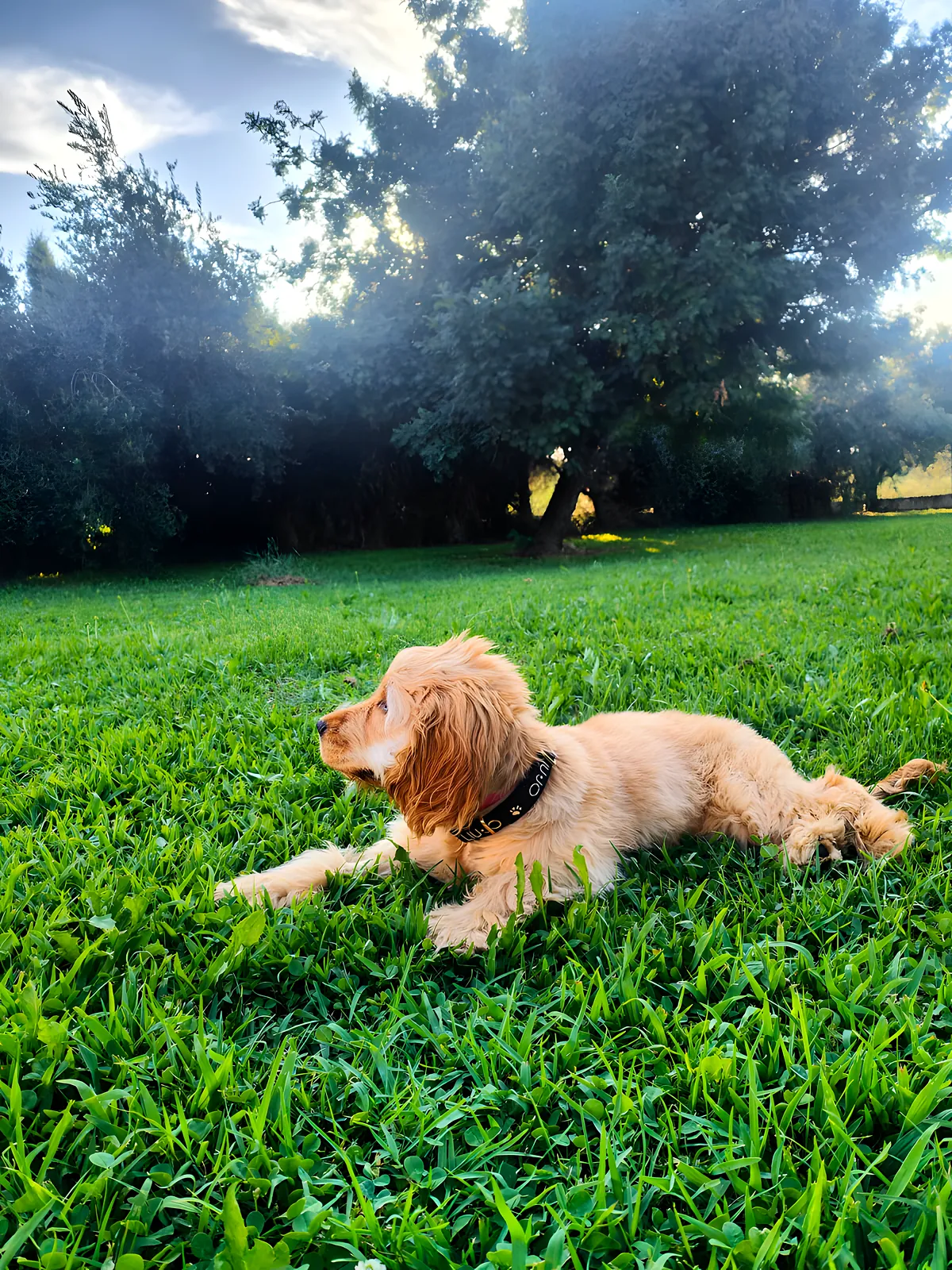 Il cane nel prato