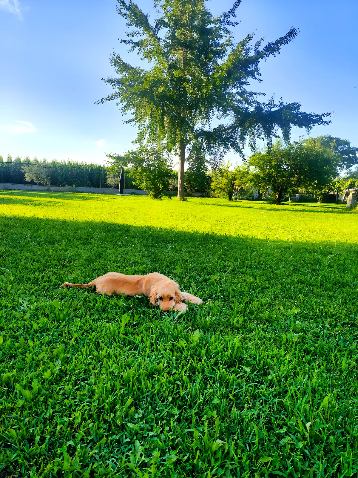Il cane sdraiato al sole nel prato