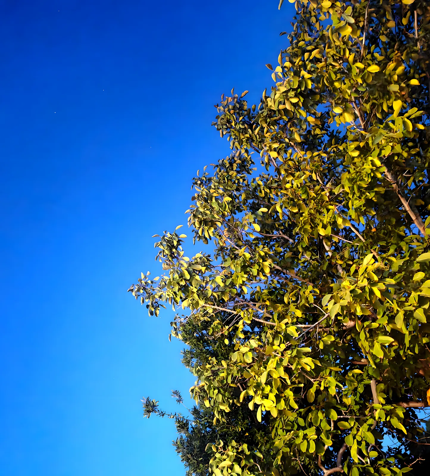 Chioma di un albero contro il cielo blu