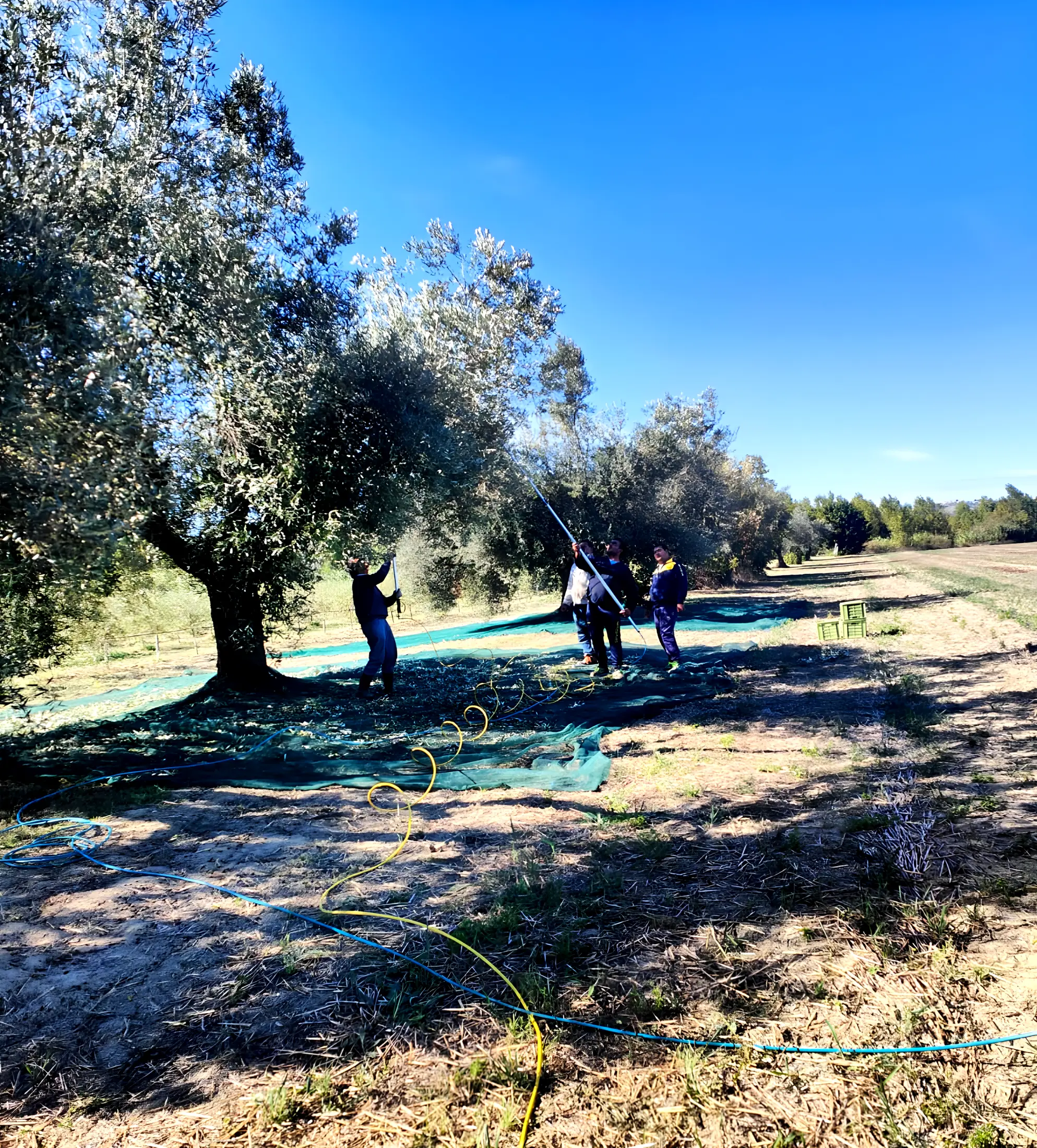 La raccolta delle olive con le reti stese tra gli ulivi